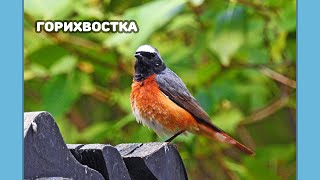 Горихвостка - как поет, как строит семью и что любит -  (English and German subtitles)