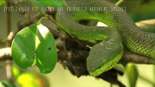 Spot Tailed Pit Viper