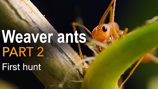 WEAVER ANTS - FIRST HUNT! OECOPHYLLA SMARAGDINA PART 2