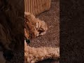 What is my DOG DREAMING about?? #shortvideo #shorts #short