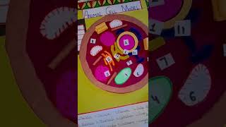 animal and plant cell model with bihari border art #microworlds #microverse #biology#scienceshorts
