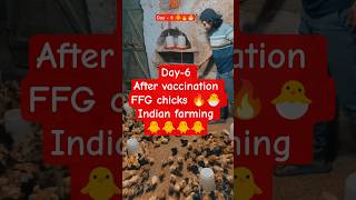 Day-6 of FFG chicks 🔥🐣 #farming #mha #youtubeshorts #shortsindia #shorts