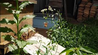 【空中戦】ミツバチとキイロスズメバチの攻防 screenshot 3