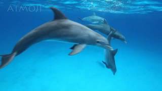 Bottlenose Dolphins