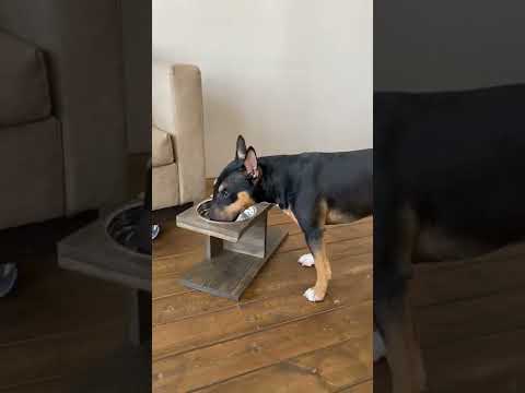 Двойные миски для собак на подставке