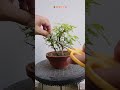 【もみじ徒長枝を切る！✨】ミニ盆栽 #Shorts / 初心者 / #盆栽