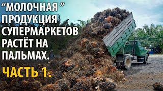 &quot;Молочная&quot; продукция супермаркетов растёт на пальмах. Часть 1.