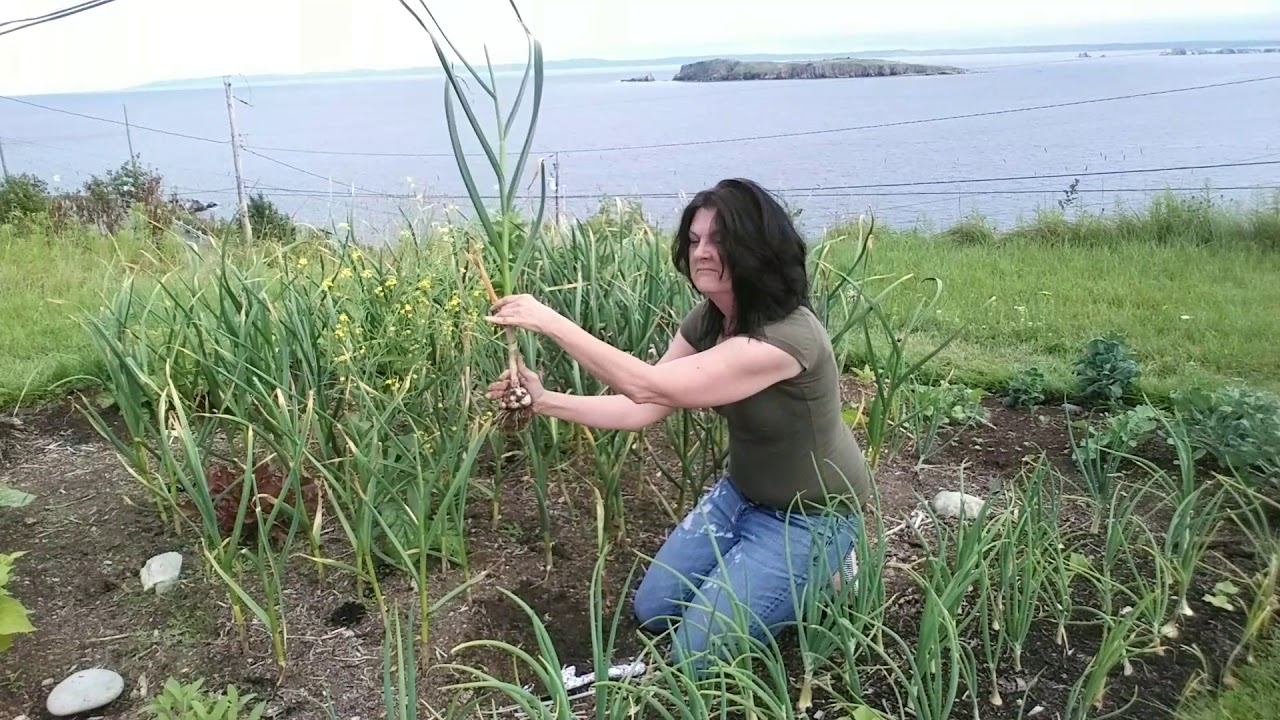 Harvesting hardneck garlic....well some of it YouTube