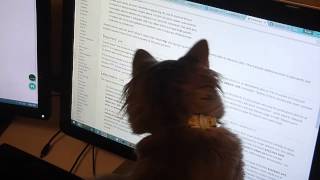 Pippin the cat vs. technology by Pippin LeCat 120 views 9 years ago 1 minute, 20 seconds