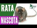 RATAS DOMÉSTICAS COMO MASCOTA. ¡LO QUE DEBES SABER SOBRE LAS RATAS!