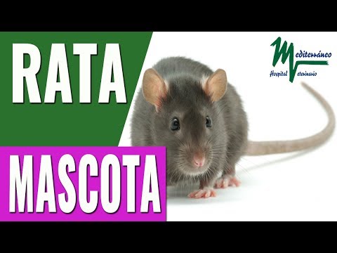 Video: Las Ratas Son Excelentes Mascotas