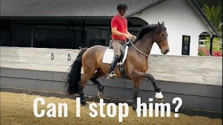 I TOOK THE BRIDLE OFF MY GRAND PRIX HORSE (BAD IDEA?)