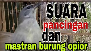 pancingan dan mastran burung opior jawa