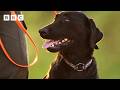 Meet Ody the dog: Hero in training | Kingdom – BBC