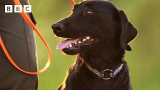Meet Ody the dog: Hero in training | Kingdom – BBC