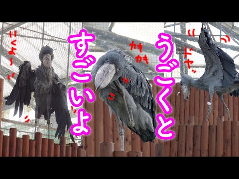 ハシビロコウ 　「おでぶちゃん」&「だら〜ん」 動くとすごいんです。ハシビロコウふたばちゃん!【秋のふたば2024-13