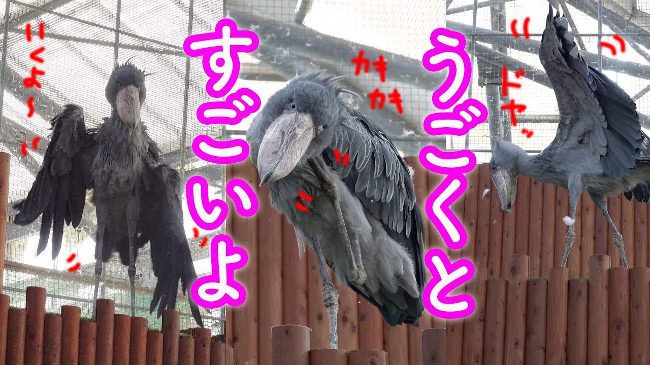 動くとすごいんです。ハシビロコウふたばちゃん!【秋のふたば2024-13