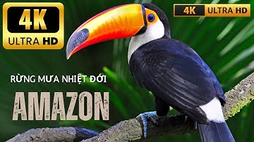 RỪNG NHIỆT ĐỚI AMAZON  - VIDEO 4K UTRA HD