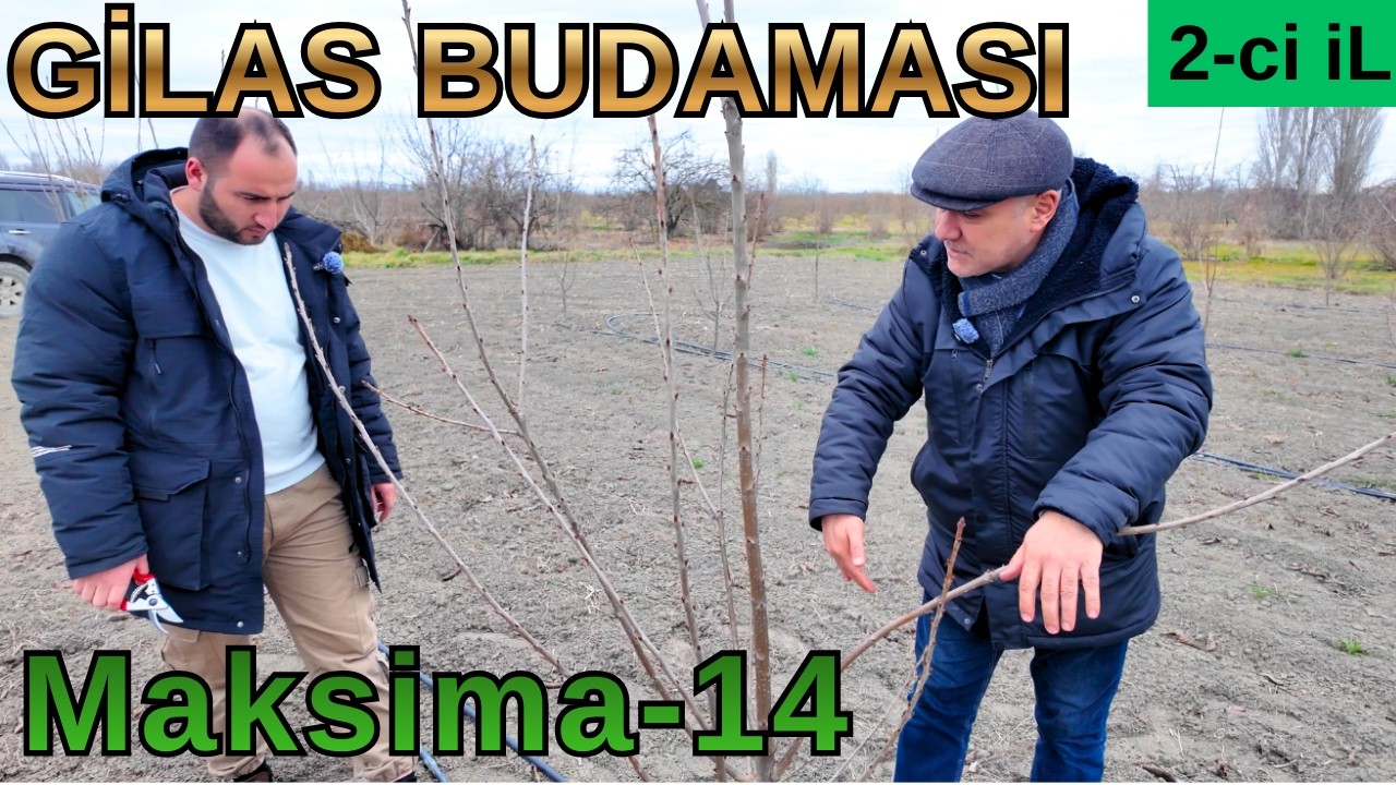 Gilas Budaması 2 ci il necə olmalıdı ?