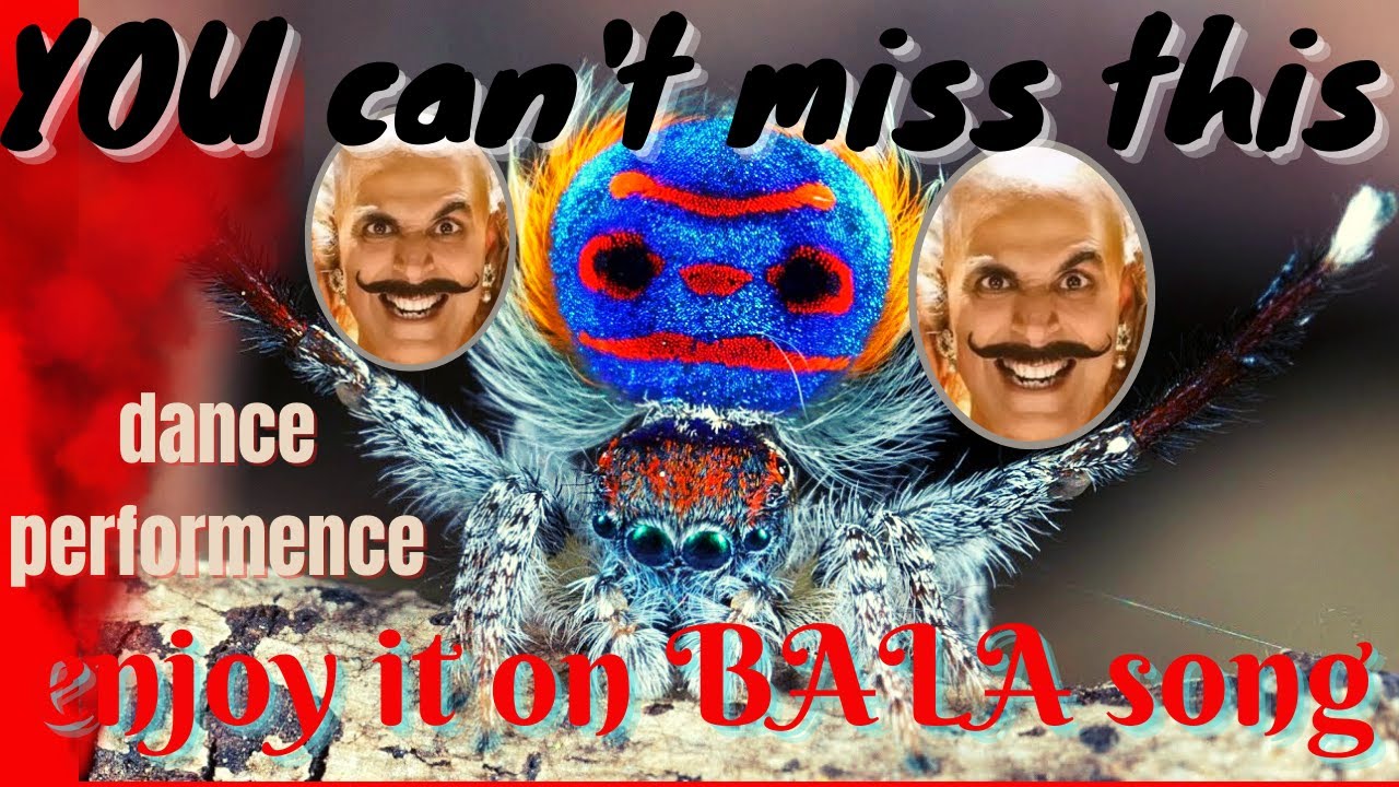 peacock spider mating dance || peacock spider dance for his life 