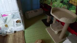 Miaouの配信のサムネイル画像