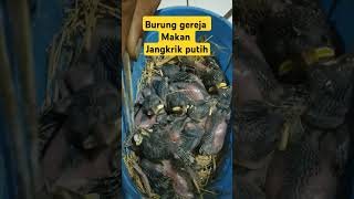 suara anakan gereja minta loloh#kicaumania #burung gereja