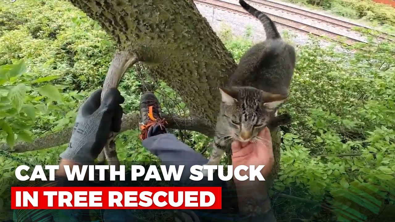 Viral Video: Cat With Paw Stuck In Tree Rescued - YouTube
