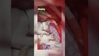 sleeping time 💗💗 #cat #sleep #time #like #comment #share #shorts #fypシ゚viral #views