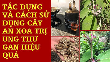 TÁC DỤNG VÀ CÁCH SỬ DỤNG CÂY AN XOA TRỊ UNG THƯ GAN HIỆU QUẢ