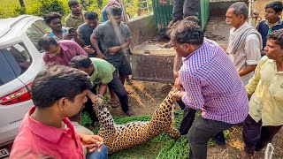 Wild Leopard Rescued || Caught in trap laid for Wild Boar