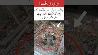 Mashawrat of cats! #geonews #funny #pakarmy #helping #cat #cartoon #motivation #geosuper #petrock