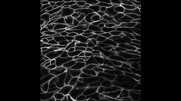 Embryonic cells caught changing shape