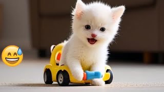 🐶🐱 Best Cats and Dogs Videos 😅❤️ Best Funny Animal Videos 2024 #17