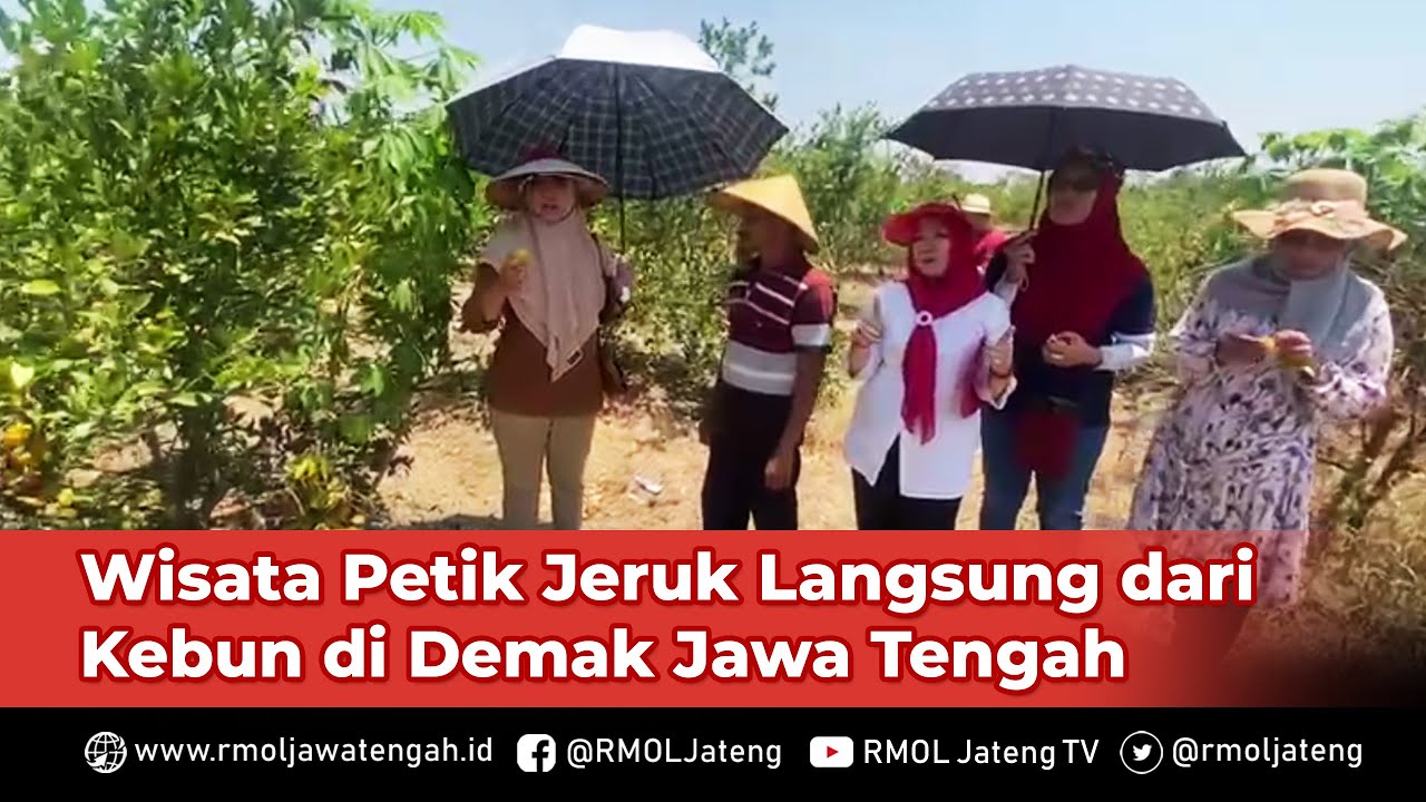 Wisata Petik Jeruk Langsung dari Kebun di Demak Jawa Tengah