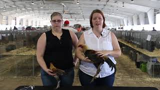 Modern Game (Large Fowl and Bantam)