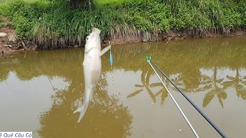 về quê câu cá: Câu cá diếc đồng mùa hè