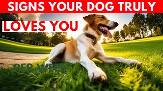 Decoding Canine Affection Signs Your Dog Truly Loves You! #doglove  #doglovers by New Pet Society - Pet Life 9 views 5 months ago 3 minutes, 4 seconds