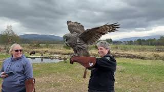 A Falconry Experience in Scotland - Flying Birds of Prey