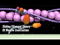 Sliding Filament Theory Of Muscle Contraction Explained