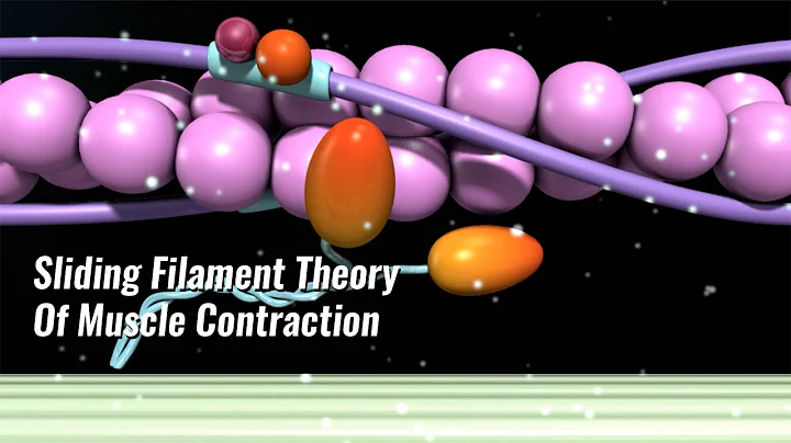 Sliding Filament Theory Of Muscle Contraction Explained
