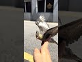 Cute Cockatiel Singing 🎶 #birds #parrot #cockatiel #pets #youtubeshorts #malaysiapets #birdtok