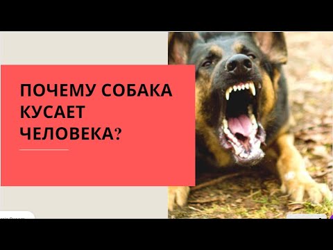 Почему кусает хозяина? Причины. Почему собака кусает человека.