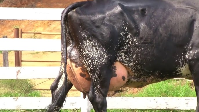 Sigir video Sigir video