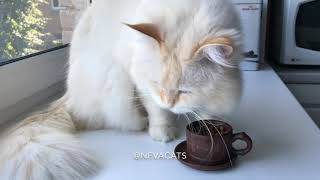 Morning coffee beans for my cat. /Утренний кофе в зёрнах для моего кота😽 by Neva Cats 59 views 4 years ago 23 seconds