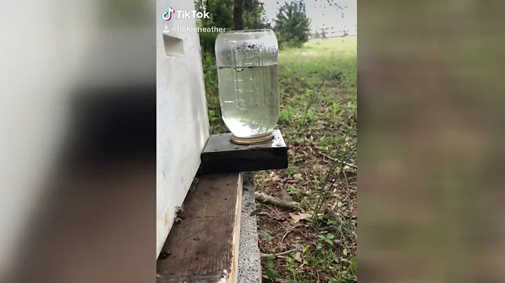 Local woman's video of bee goes viral