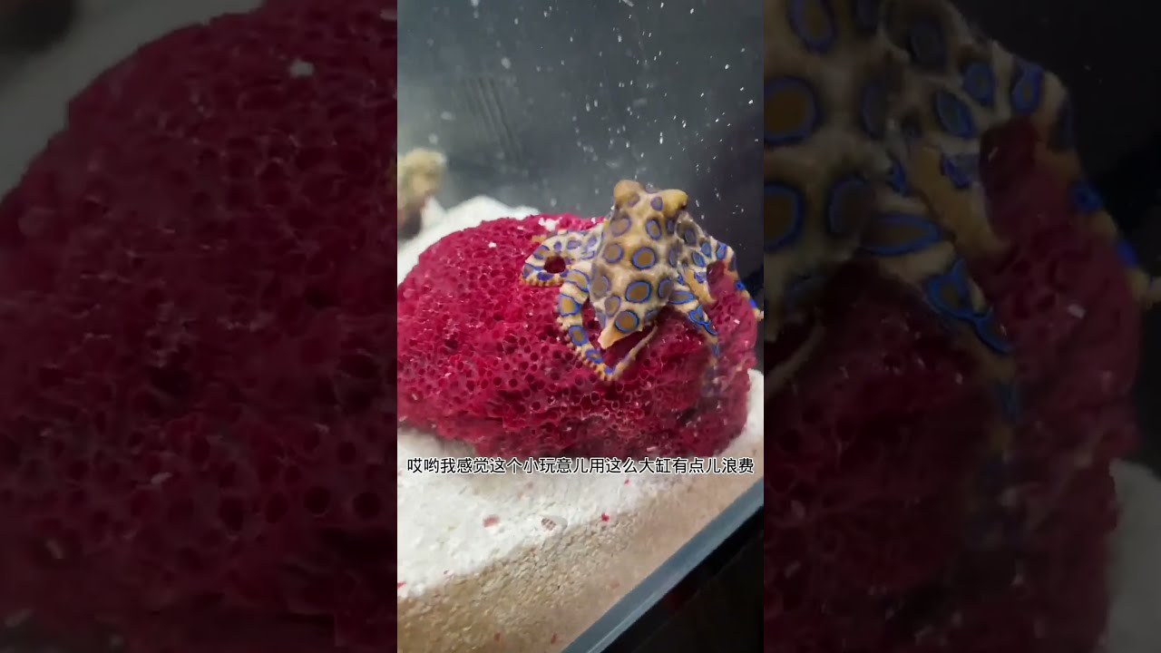 烏賊、章魚 Cuttlefish, Squid \u0026 Octopus