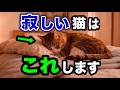 猫が泣くほど寂しいときに見せる仕草を獣医師が解説します