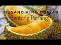 Musang King Durian Pahang|Bentong Monkeys| Bentong Market