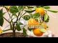 How to grow lemons at home  lemon tree plantation  kitchen garden  diy kitchen garden