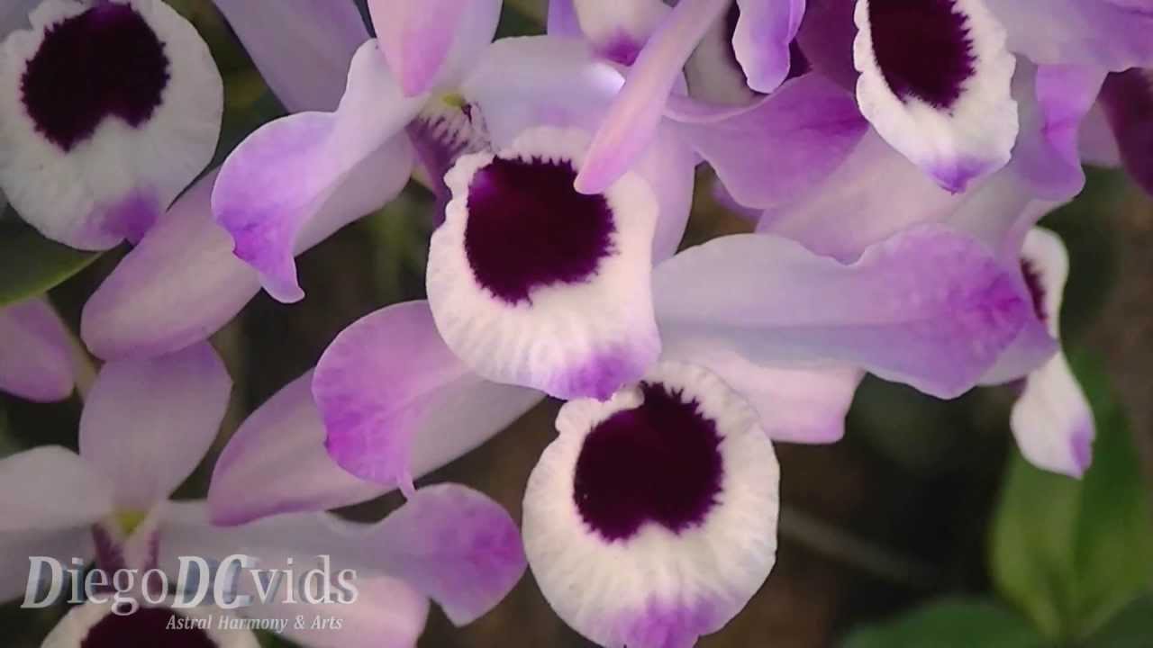 Dendrobium nobile (Orchidaceae) Dendróbio Orquídea olho-de-boneca -  Florianópolis - thptnganamst.edu.vn